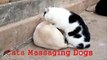 Lady Cat Massages Dog Best Fu