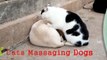 Lady Cat Massages Dog Best