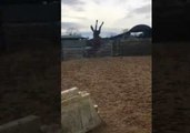 Clumsy Horse Trips Over Fence