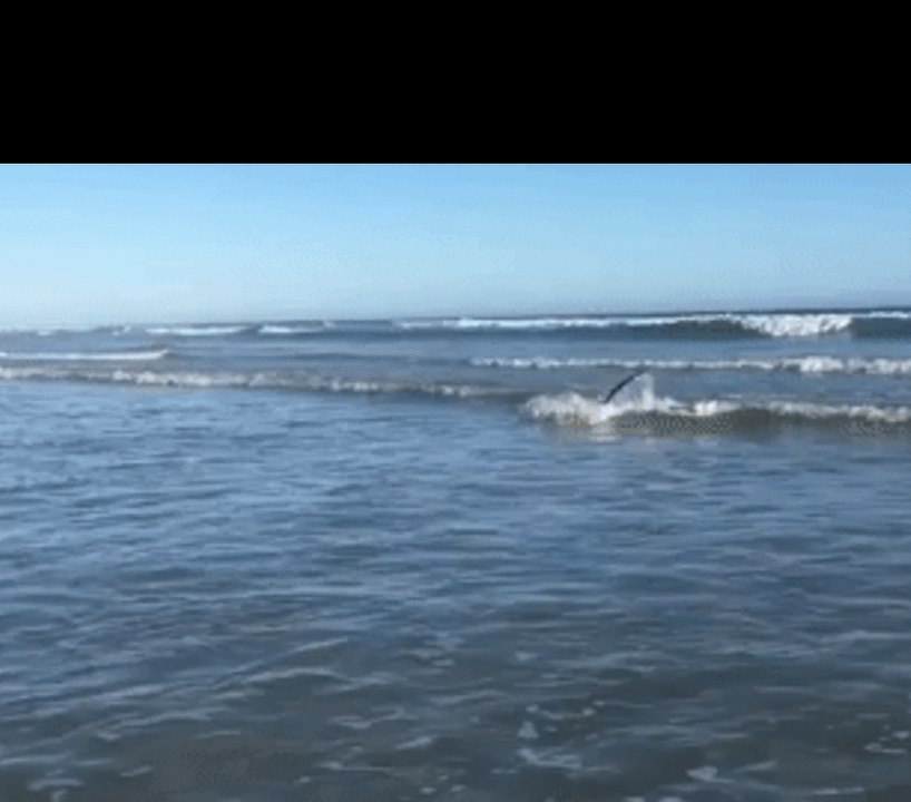 Surfing Wallaby Takes Dip in Ocean to Avoid the Heat