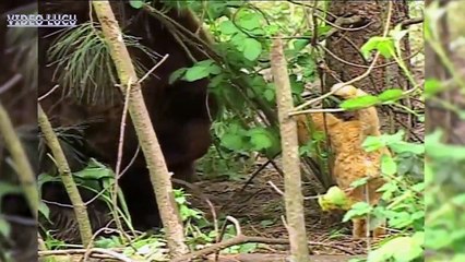 FUNNY ANIMALS - THE BRAVE CATS