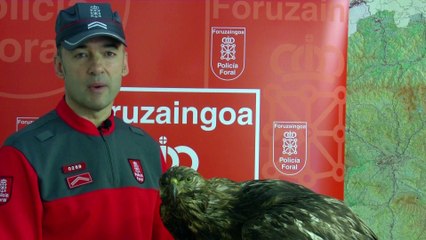 La Policía Foral de Navarra denuncia por vender en internet un águila real disecada