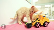 Fuzzy Kittens Bounce Around Tiny Truck - Kitten Love