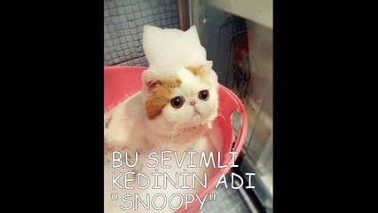 DÜNYANIN EN TATLI KEDİSİ SNOOPY
