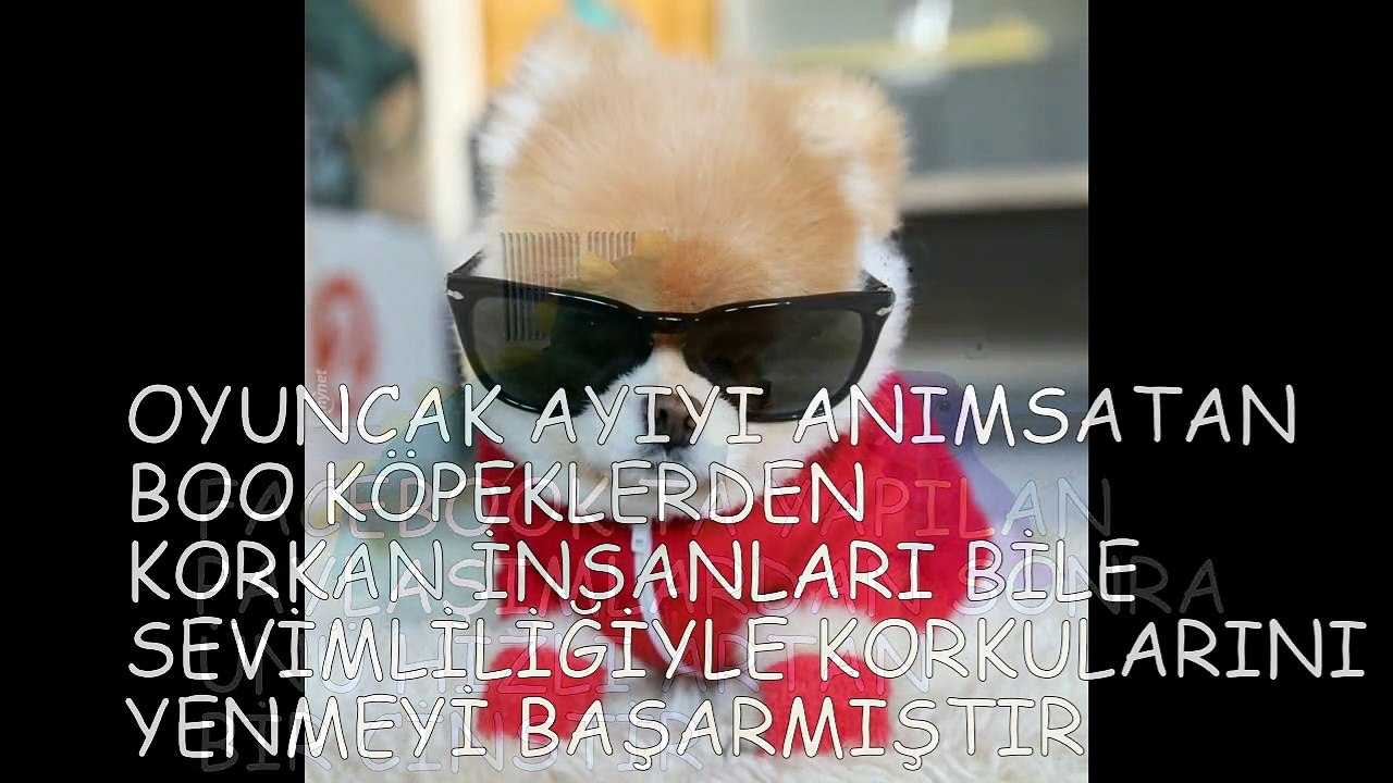 DÜNYANIN EN TATLI KÖPEĞİ BOO