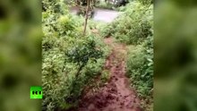 Une adorable vidéo montre un éléphant qui s’amuse en glissant dans la boue