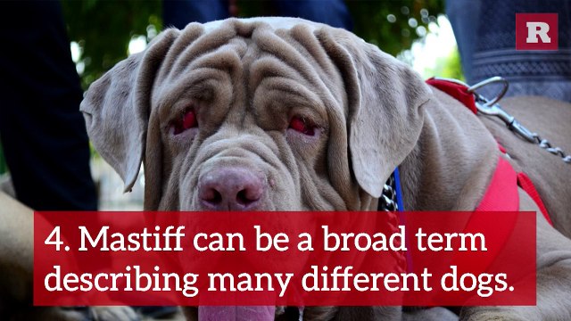 14 Massive Facts on Mastiffs