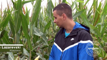 Ovo su hibridi kukuruza koji nadmašuju sva očekivanja