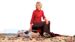 What Is a Potbellied Pig aka Mini Pig? | Pet