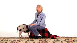 Best Treats for a Potbellied Pig | Pet