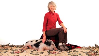 Myth of Mini Pigs & Micro Pigs |