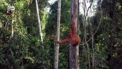 Orang-Utan Schulen auf Sumatra - Aus dem Käfig in den Dschungel | DW Deutsch