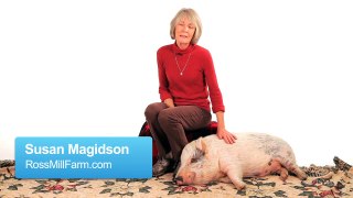 How Long Do Potbellied Pigs Live? | P