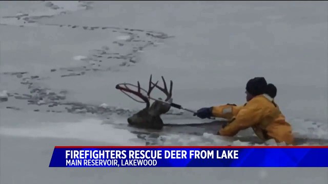 Firefighters Rescue Deer from Icy Reservoir in Colorado