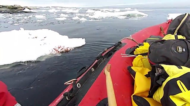 Incroyable : ce manchot saute directement sur un bateau
