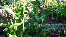 Growing Sweet Corn In Containers