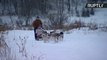 Homeless Huskies Adopted by Dogsled Center and Taught to Ride