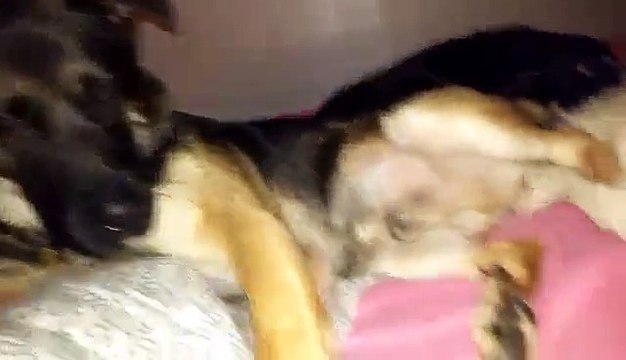 Greedy dog demands more belly rubs