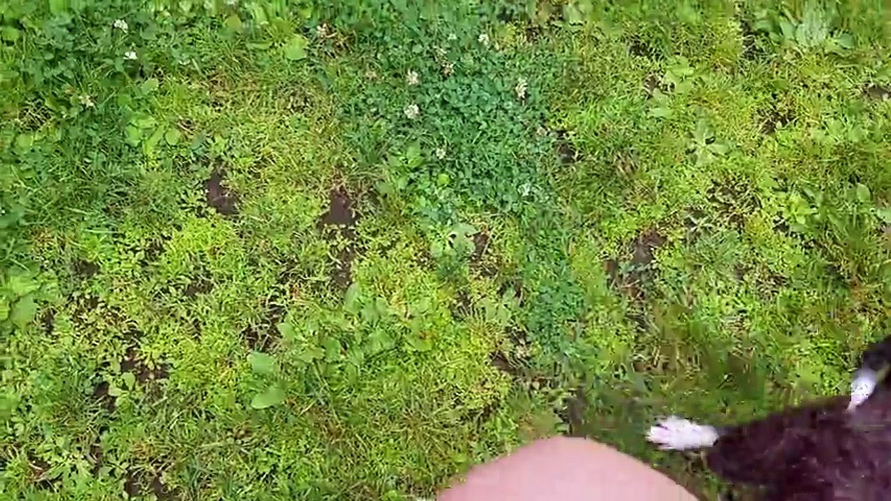 Dog shows off insane soccer skills