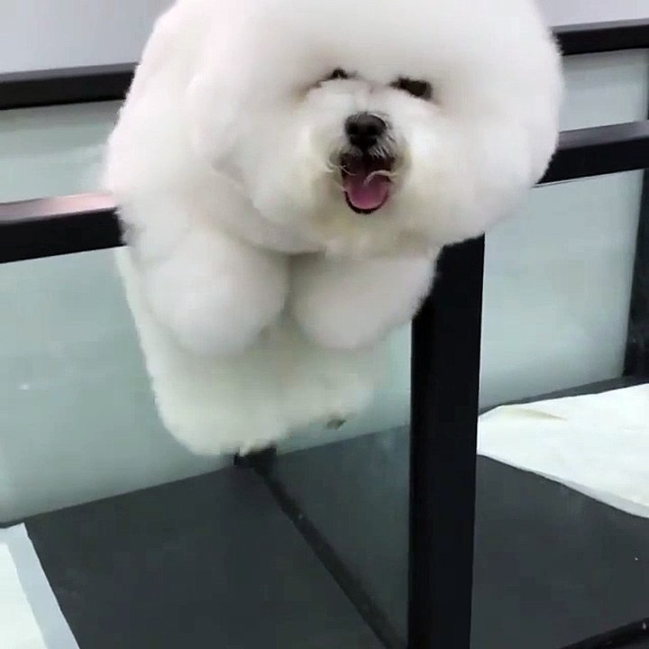 Sevimli köpek