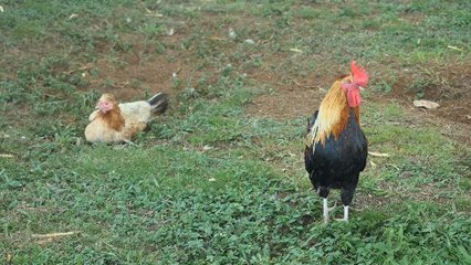 Why Roosters Don't Go Deaf From Their Crows