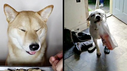 Instagram Dog Has The Best Gig & Tank Is A Very Helpful Pal