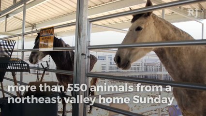More than 550 animals seized from northeast Las Vegas home