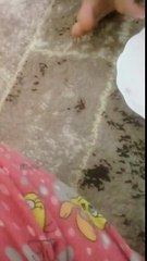 هاو ر يان من 1 كه م خوش كم 2وه م