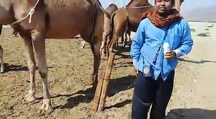Madzhab Syafi'i Mengharamkan Air Kencing Unta