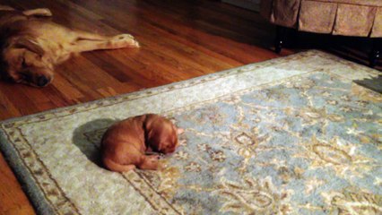 See What Happens When This New Born Golden Retriever Puppy Finds His Mom With His Nose!