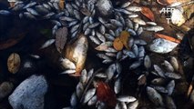 Dead fish in polluted river raise alarm in Central America