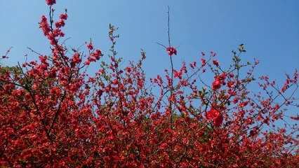 Mùa hoa anh đào