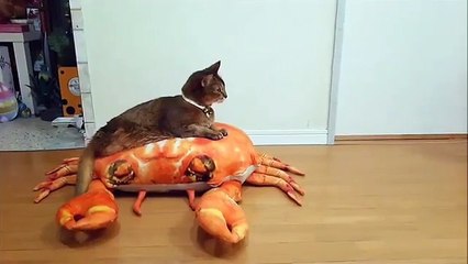 Phòng khám đa khoa Đại Đông - Cute cats #25