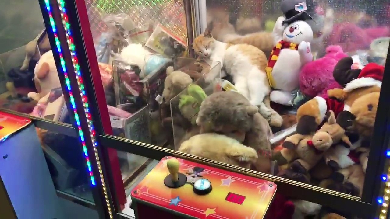 Cat Stuck in a Claw Machine
