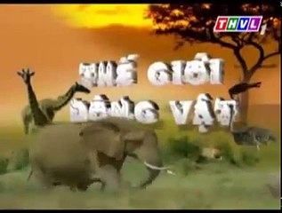 Thế giới động vật hoang dã-Động vật hoang dã Nga phần 1.