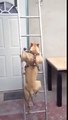 Ce chien escalade une échelle tout seul sur ses pattes !