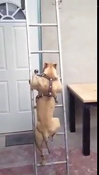 Ce chien escalade une échelle tout seul sur ses pattes !