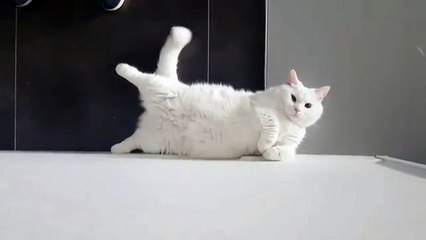 Phòng khám đa khoa Đại Đông - Cute cats #25