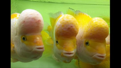 Kinh kong flowerhorn fish