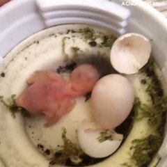 Il réussi à sauver un tout petit oiseau et s'en occupe jusqu'à ce qu'il puisse s'envoler