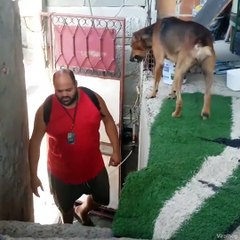 Ce chien reserve le plus belle accueil qui soit à son maitre... regardez