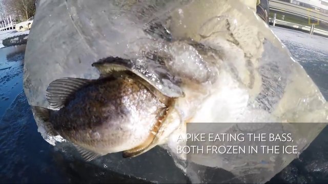 Ce brochet a été congelé instantanément au moment ou il allait avaler sa proie