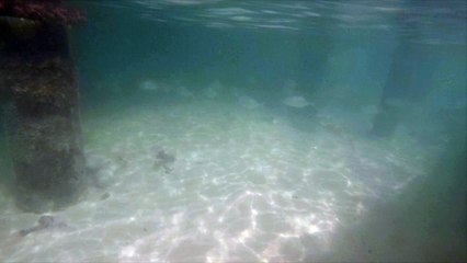Swarm Of Fish Whilst Snorkeling In Maldives