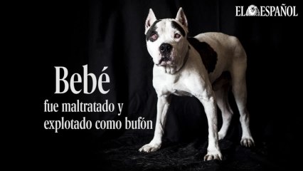Esta es la historia del perro Bebé: bufón y perro de presa para peleas ilegales