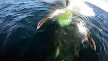 Un dauphin s'amuse devant un bateau