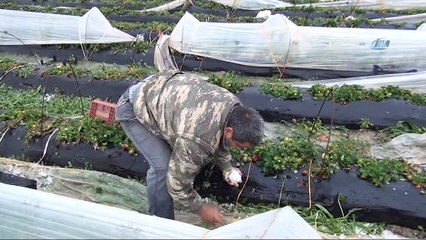 Mersin'de dolu, sera ve bahçelere zarar verdi