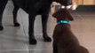 Labrador and Pup Learn How to Share Their Toys