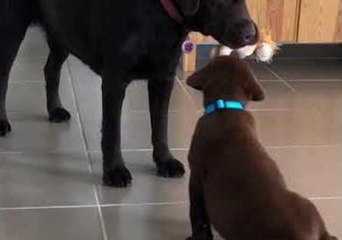 Labrador and Pup Learn How to Share Their Toys