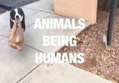 Animals Being Humans