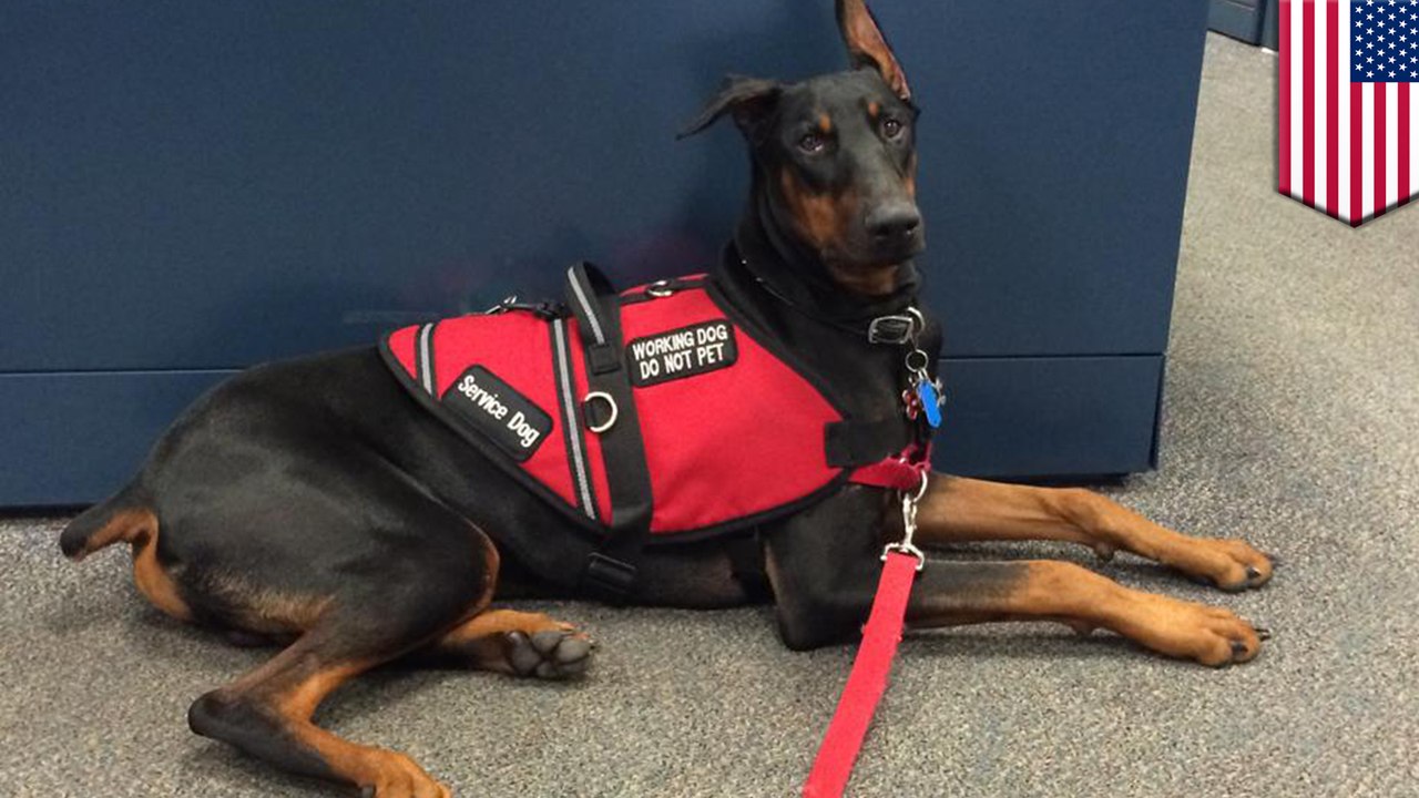 Emotional service pets: Delta cracking down on fake emotional service animals - TomoNews